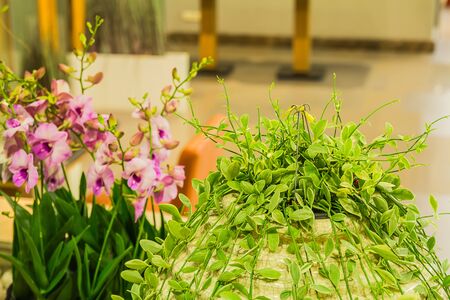 beautiful flower with green leavesの写真素材