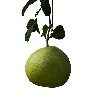 fresh pomelo fruit on tree