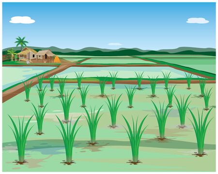 rice plant in paddy field vector designのイラスト素材