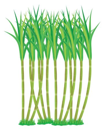 sugar cane plant on white background vector designのイラスト素材