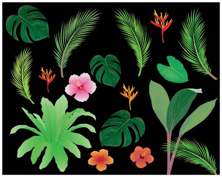 kind of leaves on black backgroundのイラスト素材