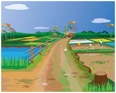 farmer transplant rice seeding in paddy field vector designのイラスト素材
