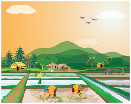 farmer transplant rice seeding in paddy field vector designのイラスト素材