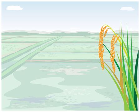 rice plant with paddy field vector designのイラスト素材