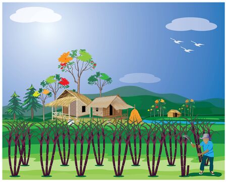 agriculturist harvest sugar cane plant vector designのイラスト素材