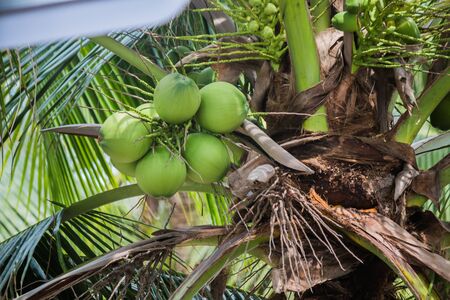 fresh coconut on the treeの写真素材