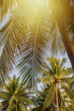 fresh coconut on the tree