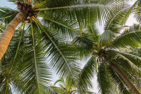 fresh coconut on the treeの写真素材