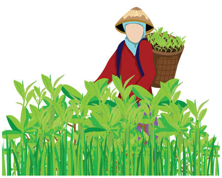 agriculturist harvest tea leaves vector designのイラスト素材