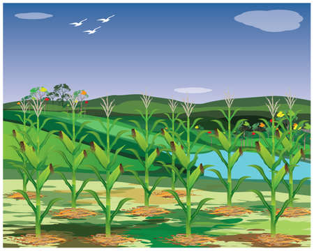 corn garden with blue sky background vector designのイラスト素材