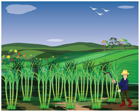 agriculturist harvest sugar cane plant vector designのイラスト素材