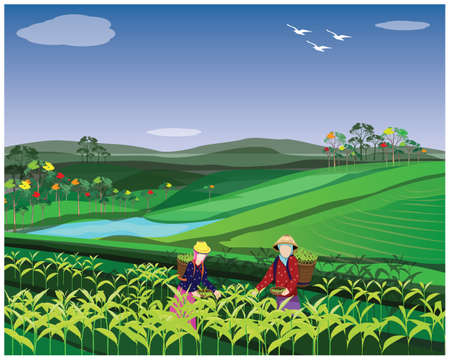 agriculturist harvest tea leaves vector designのイラスト素材