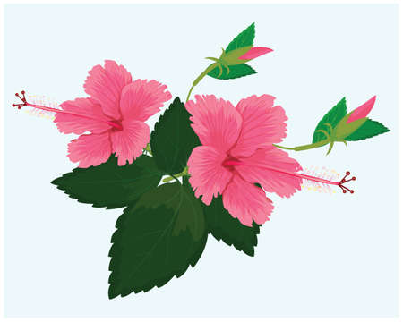 isolated pink chinese rose flower vector designのイラスト素材