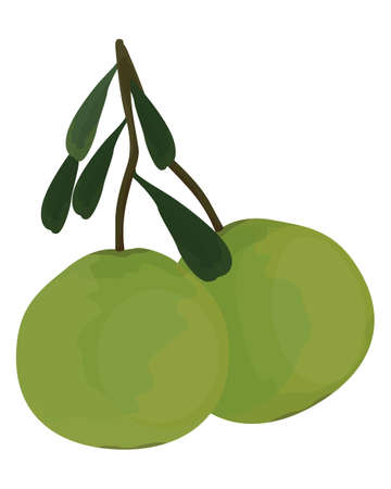 isolated pomelo on white background vector designのイラスト素材