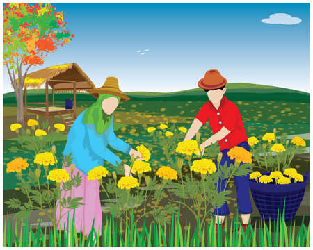 agriculturist harvest marigold flower in garden vector designのイラスト素材