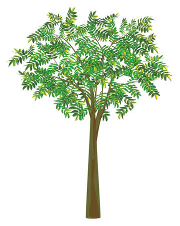 isolated green tree on white background vector designのイラスト素材