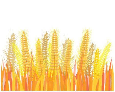 isolated Barley Rice on white background vector designのイラスト素材