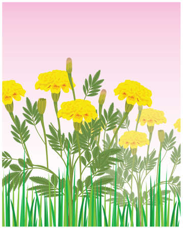 Marigold flower with blue background vector designのイラスト素材