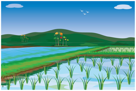 rice plant in paddy field vector designのイラスト素材