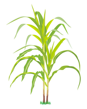 isolated corn plant vector designのイラスト素材