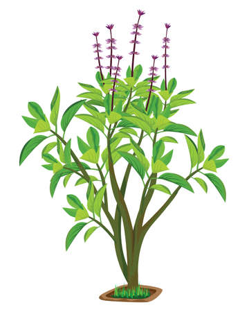 isolated Thai basil plant on white background vector designのイラスト素材