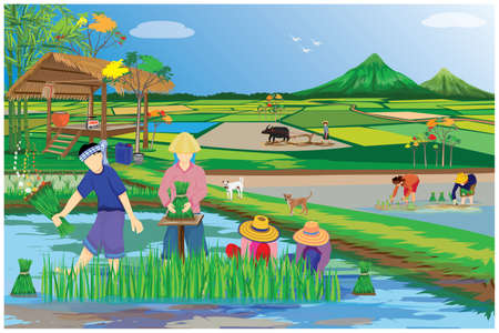 farmer work in paddy field vector designのイラスト素材