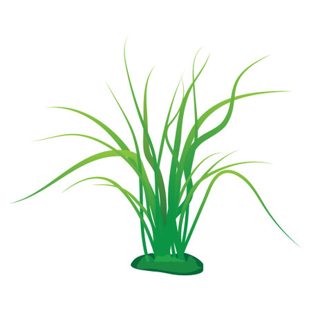 lemongrass plant on white background vector designのイラスト素材