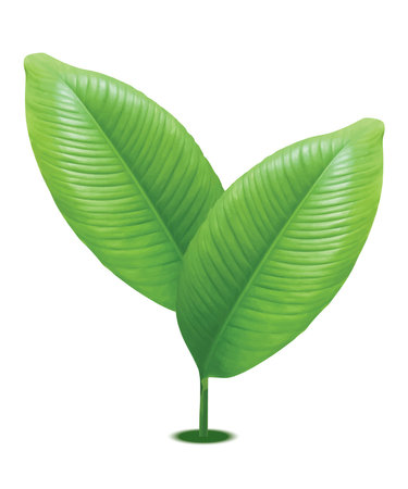 green leaves on white background vector designのイラスト素材