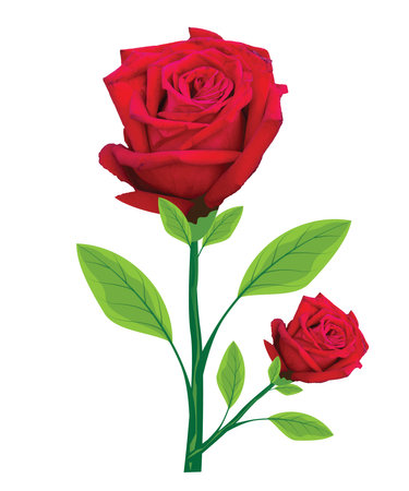 red rose on white background vector designのイラスト素材