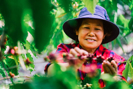 Portraits of Asian Gardeners Smiling Happiness in the Coffee Gardenの写真素材