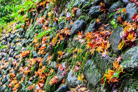 Maple Leaf fallen on a rockの写真素材