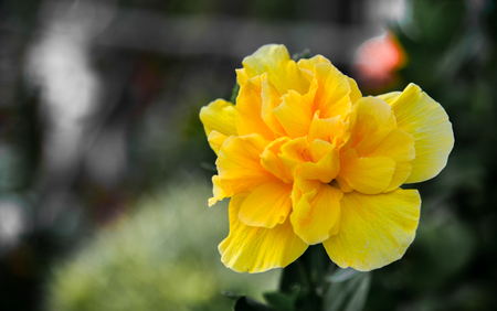 Yellow Hibiscusの写真素材