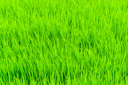 Young Rice  in the fieldの写真素材