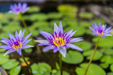 Purple lotus in the poorの写真素材