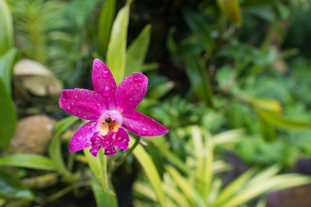 Orchids in the garden. Look and feel fresh and comfortable.の写真素材
