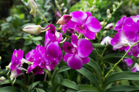 Orchids in the garden. Look and feel fresh and comfortable.の写真素材