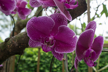 Orchids in the garden. Look and feel fresh and comfortable.の写真素材