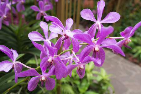 Orchids in the garden. Look and feel fresh and comfortable.の写真素材