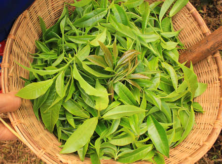 Fresh Tea Leaves in the basket.の写真素材