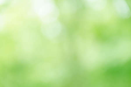 Abstract natural green bokeh backgroundの写真素材