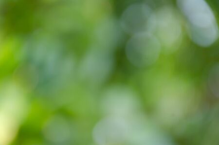 Green bokeh out of focus background from nature forestの写真素材