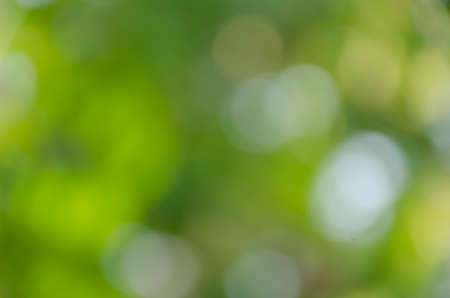 Green bokeh on nature defocus art abstract blur backgroundの写真素材