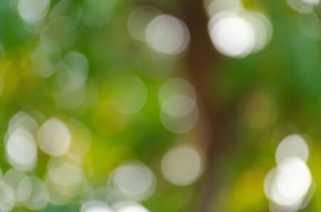Green blurred background, the bokeh effectの写真素材