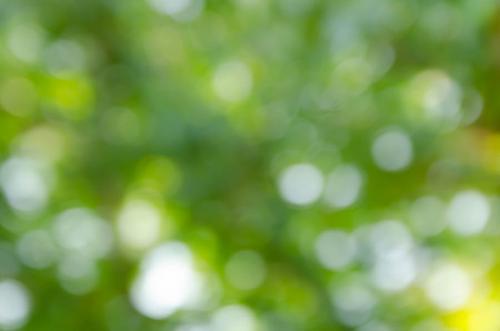 Green bokeh out of focus background from nature forestの写真素材