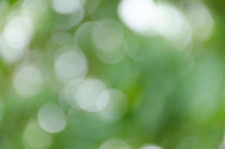Green bokeh out of focus background from nature forestの写真素材