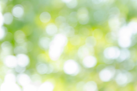 green bokeh from treeの写真素材