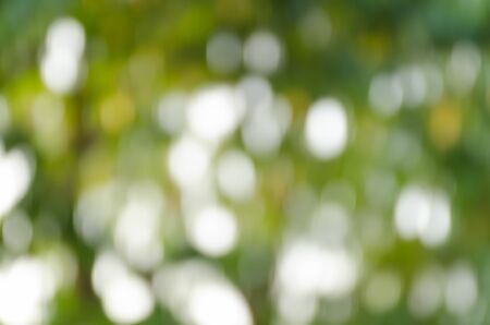 Green blurred background, the bokeh effectの写真素材