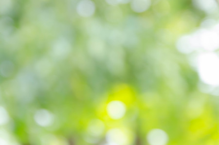green bokeh from treeの写真素材