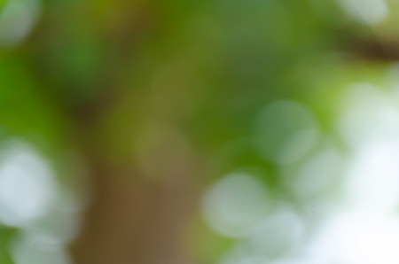 Green bokeh out of focus background from nature forestの写真素材