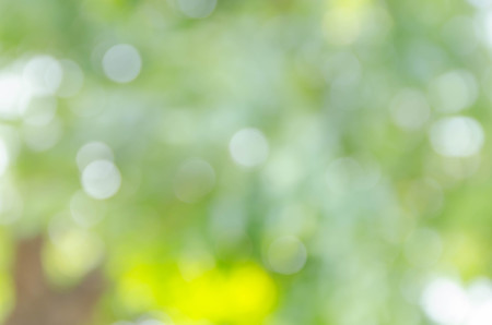 green bokeh from treeの写真素材